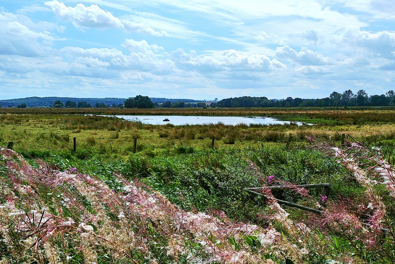 Im Naturpark Steinhuder Meer