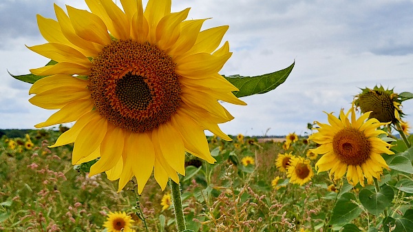 Sonnenblumenfelder auf der Radtour