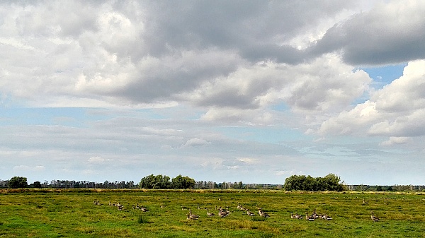 Eine Wiese voller Gänse