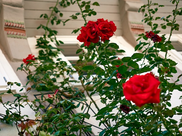 Rosen im Fachwerkviertel in Hildesheim