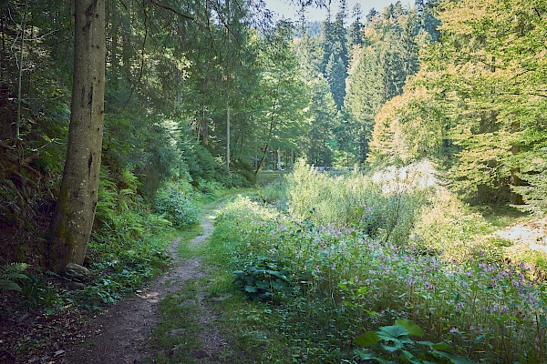 Bad Peterstal Griesbach - Wiesensteig