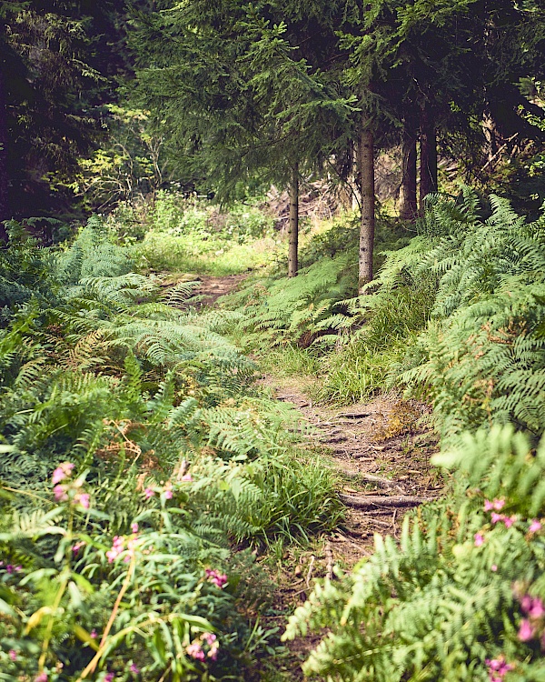 Bad Peterstal Griesbach - Schwarzwaldsteig