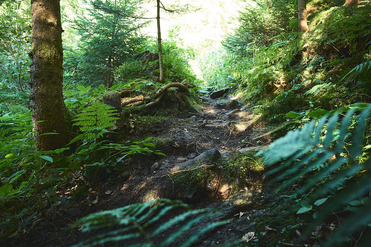 Bad Peterstal Griesbach - urige Pfade auf dem Wiesensteig