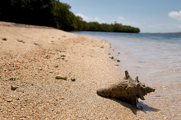 Muschel am Strand