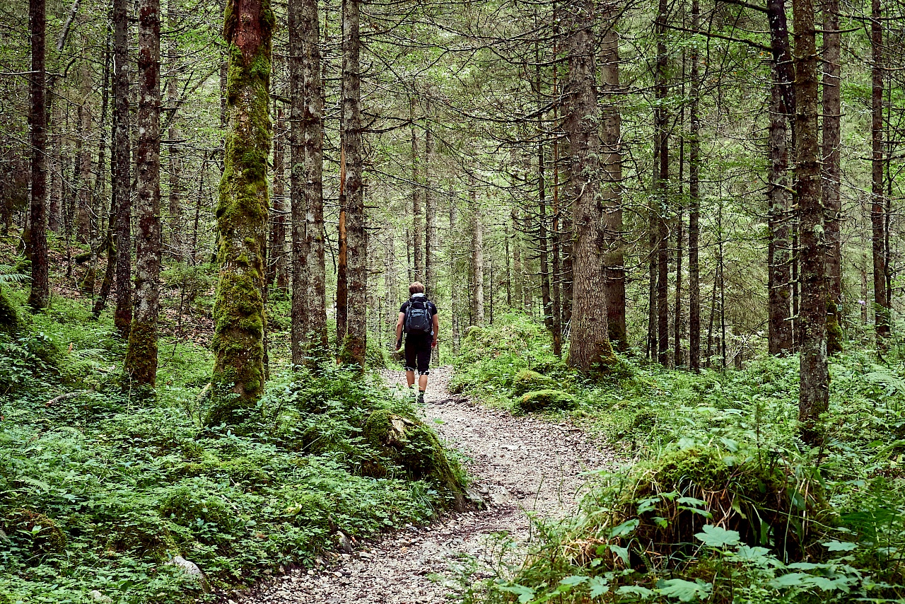 Stimmungsvoller Wald im Reintal