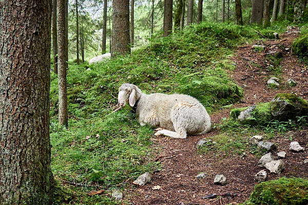 Ein Schaf auf dem Weg