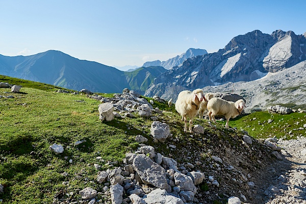 Schafe auf dem Weg