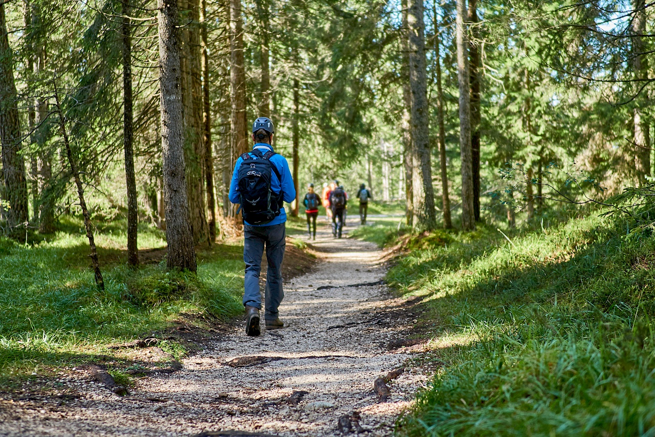 Waldabschnitt zur Bletterbachschlucht