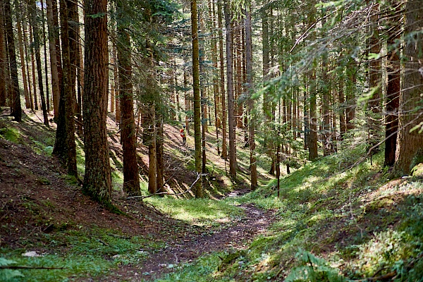 Wanderung durch den Wald zur Bletterbachschlucht