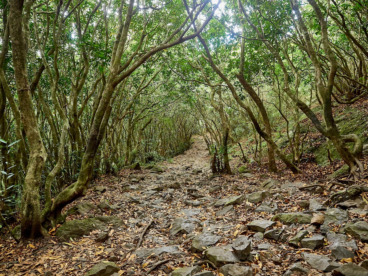 Wanderung auf den Le Pouce - Waldabschnitt