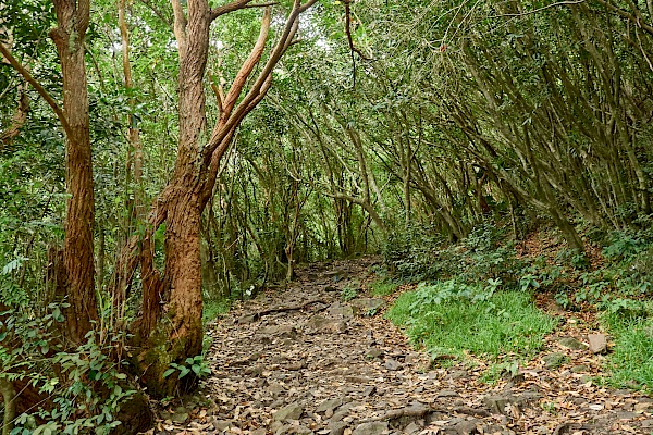 Wanderung auf den Le Pouce - Waldabschnitt