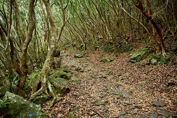 Wanderung auf den Le Pouce - Waldabschnitt