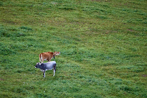 Kühe in Obereggen