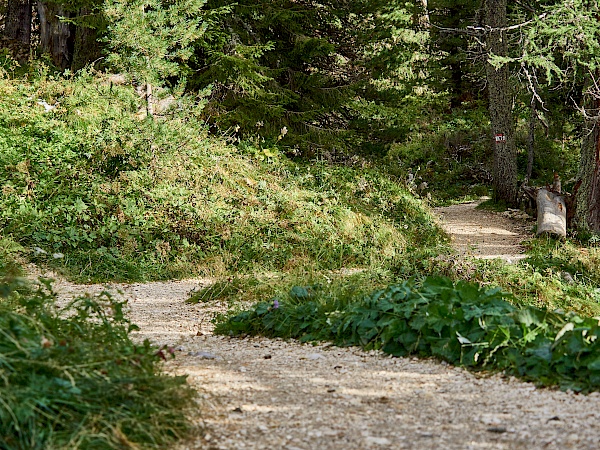 Wandern im Latemarium im Eggental