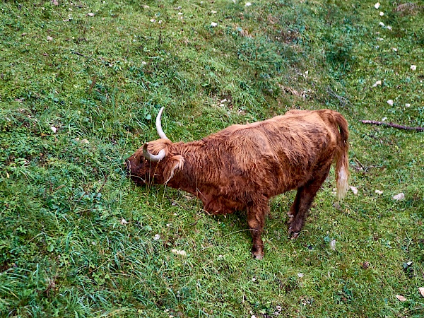 Tierische Aussicht vom Lift