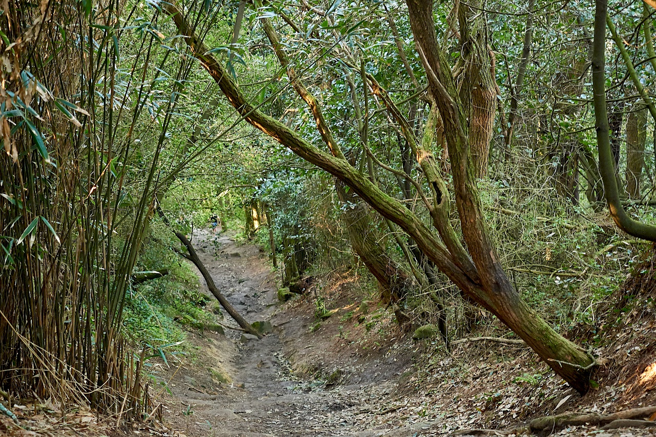 Waldabschnitt auf der Wanderung von San Sebastián nach Pasaia