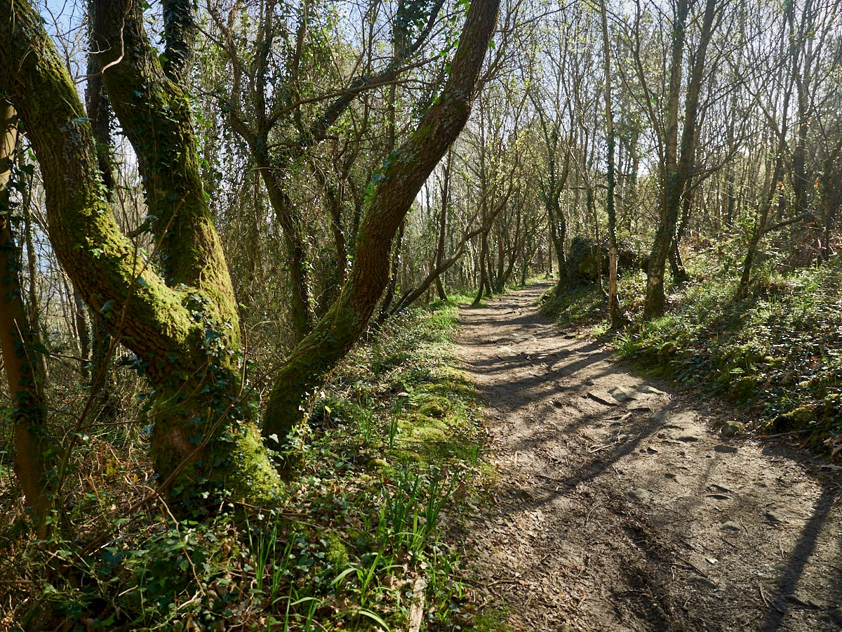 Moosbewachsene Bäume auf dem Wanderweg