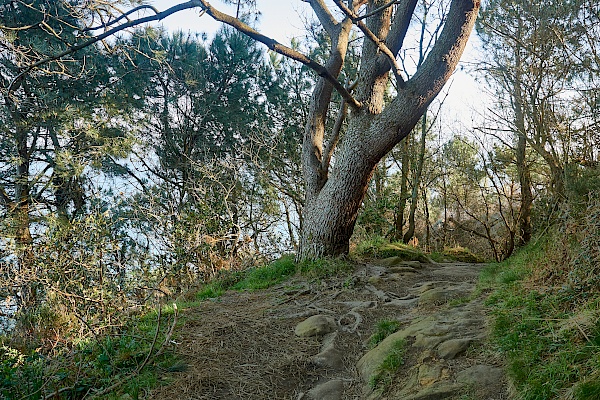 Imposanter Baum auf dem Wanderweg nach Pasaia