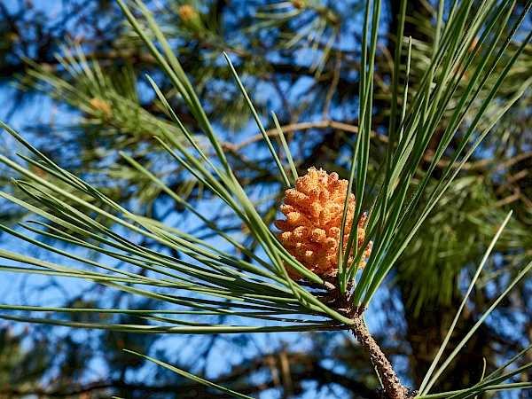 Die Natur an der Küste genießen