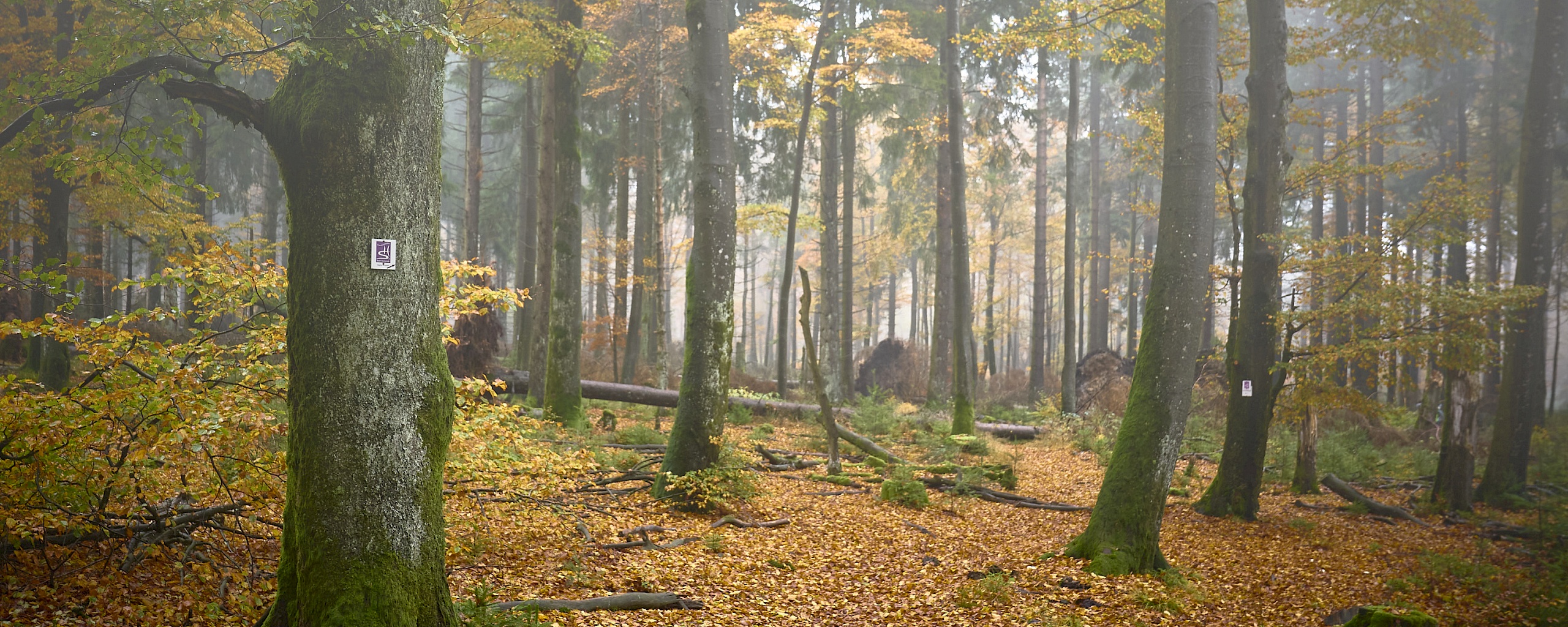 2019-10-hunsruck-wandern-dsc03795_1.jpg