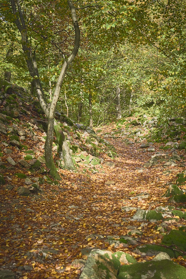 Überreste der Wege zum Ringwall Otzenhausen