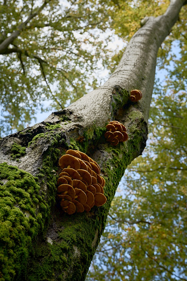 Wunderschöne Natur auf der Dollbergschleife beim Ringwall Otzenhausen