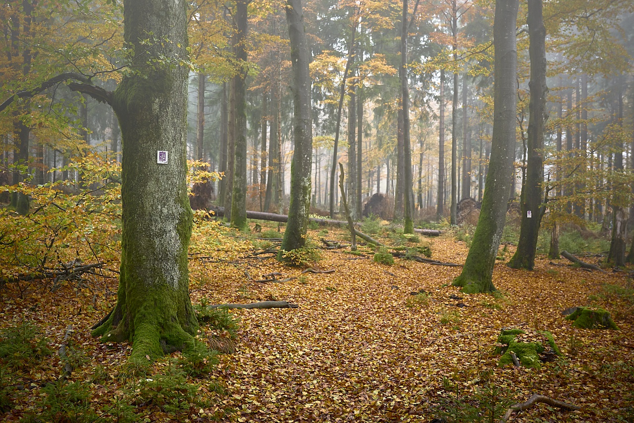 Saar-Hunsrück Steig Etappe 10 Saarland