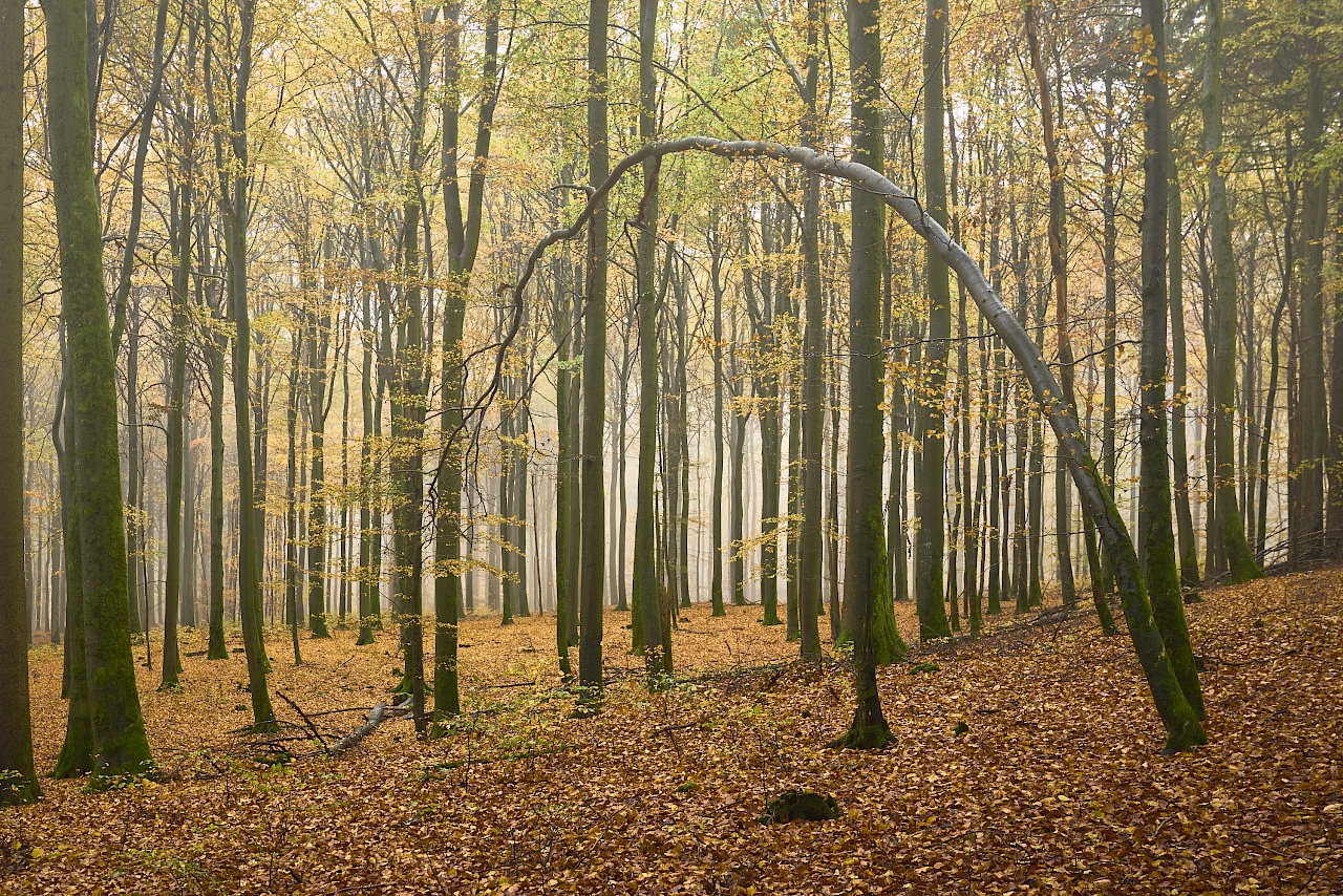 Saar-Hunsrück Steig Etappe 10 Saarland