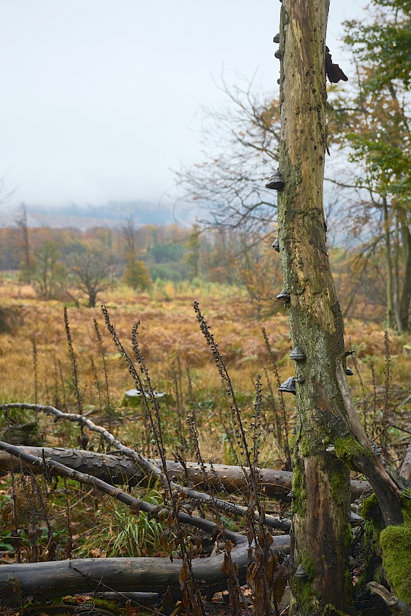 Saar-Hunsrück-Steig Etappe 10 Saarland