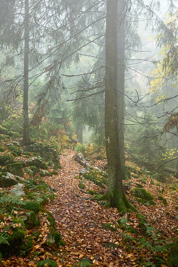 Saar-Hunsrück-Steig Etappe 12 Saarland