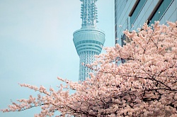 tokyo-japan-littlediscoveries_net_1.jpg