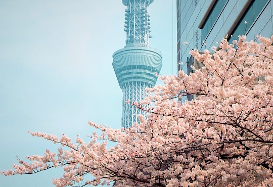 tokyo-japan-littlediscoveries_net_1.jpg