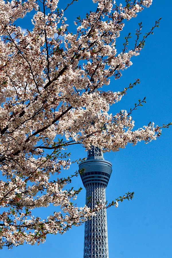 Kirschblüte mit Blick auf den Tokyo Sky Tree