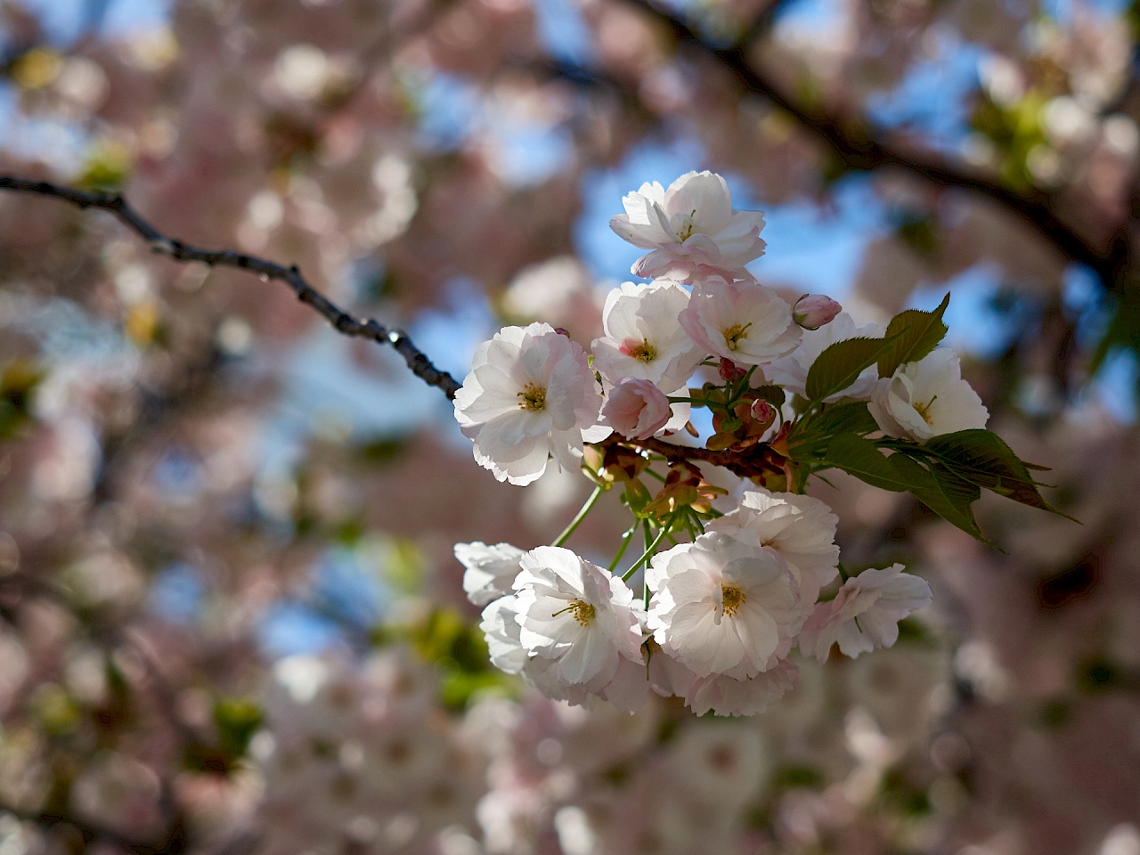 Kirschblüte im Sumida-Park in Asakusa in Tokyo