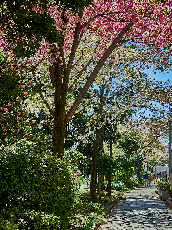 Kirschbäume im Sumida-Park in Tokyo