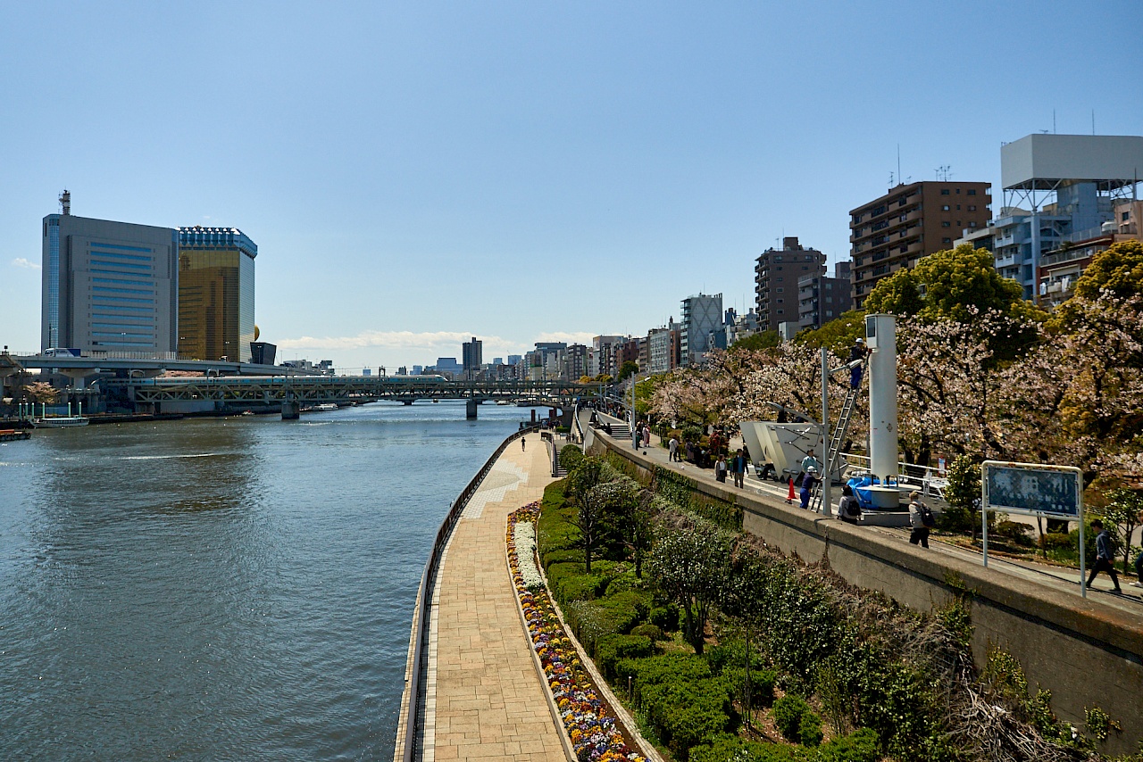 Der Sumida-Park in Tokyo mit Kirschbäumen