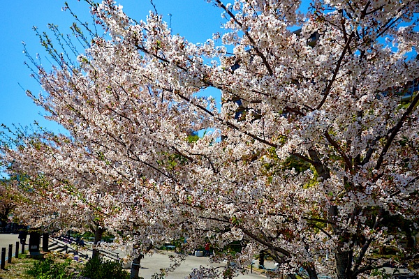 Kirschblüte im Sumida-Park in Asakusa in Tokyo
