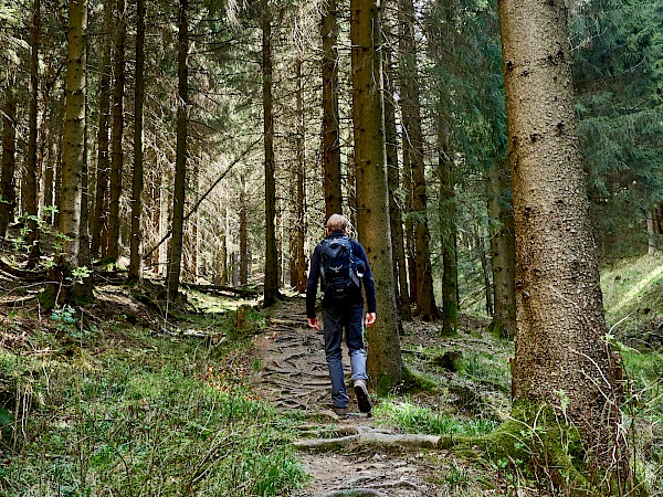 Waldabschnitt zu Beginn der Wanderung in der Nähe von Altenau