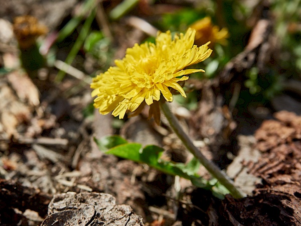 Ein Löwenzahn auf dem Wanderweg