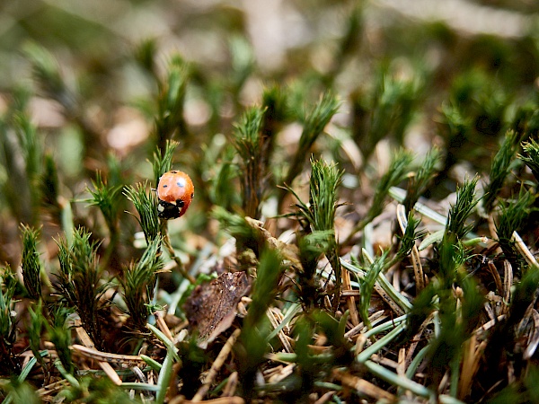 Die kleinen Dinge beim Wandern entdecken