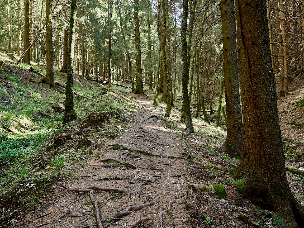 Waldabschnitt in der Nähe von Altenau