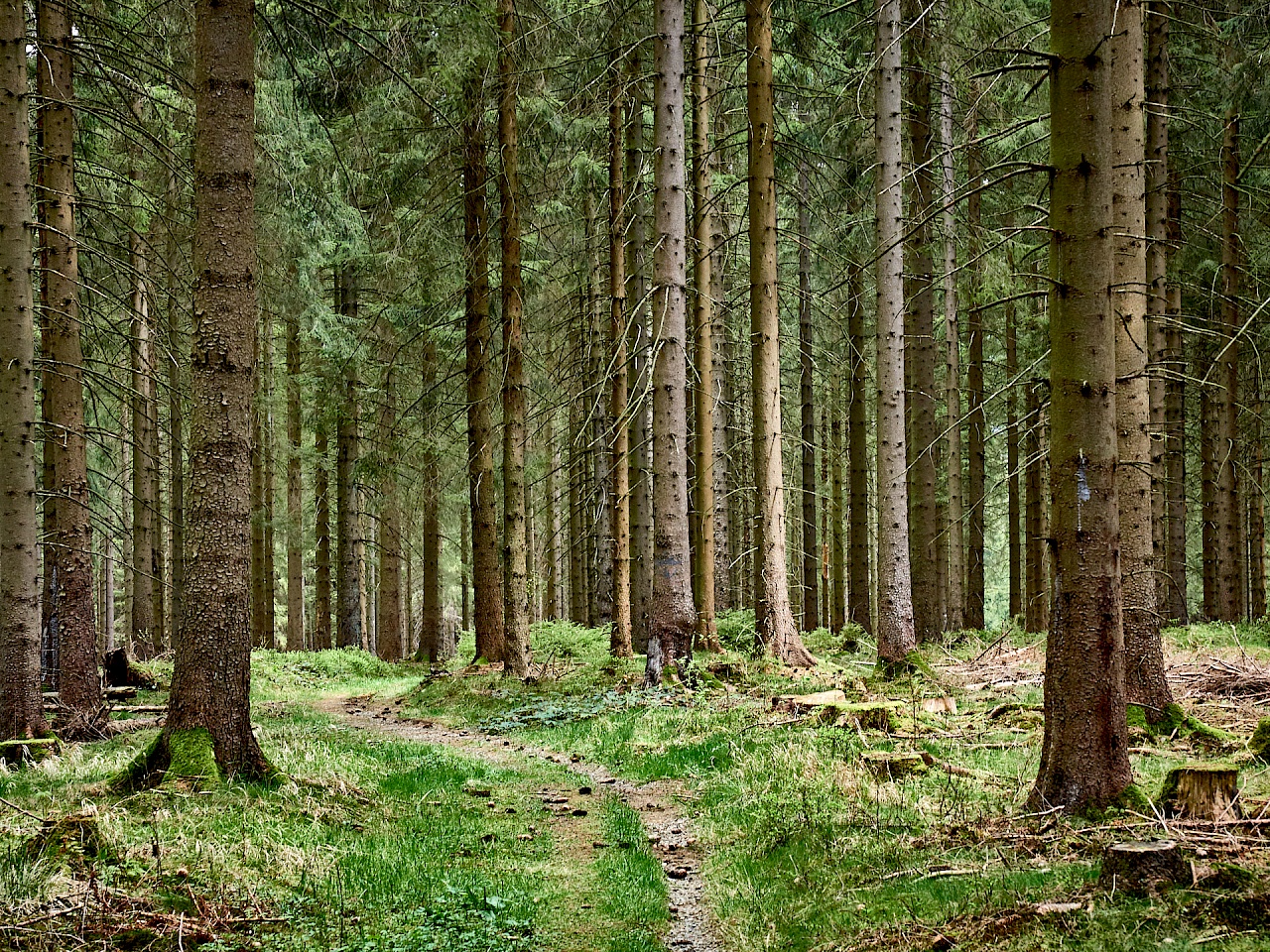 Into the woods - einsame Waldwege im Harz
