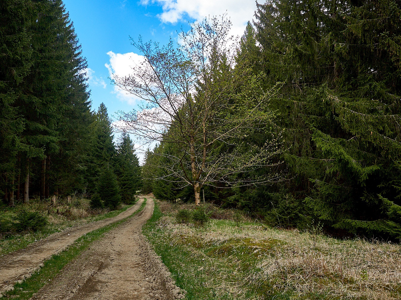 Auf dem Forstweg durch den Harz