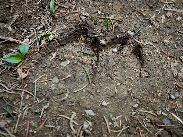 Spuren von Rehen im Boden