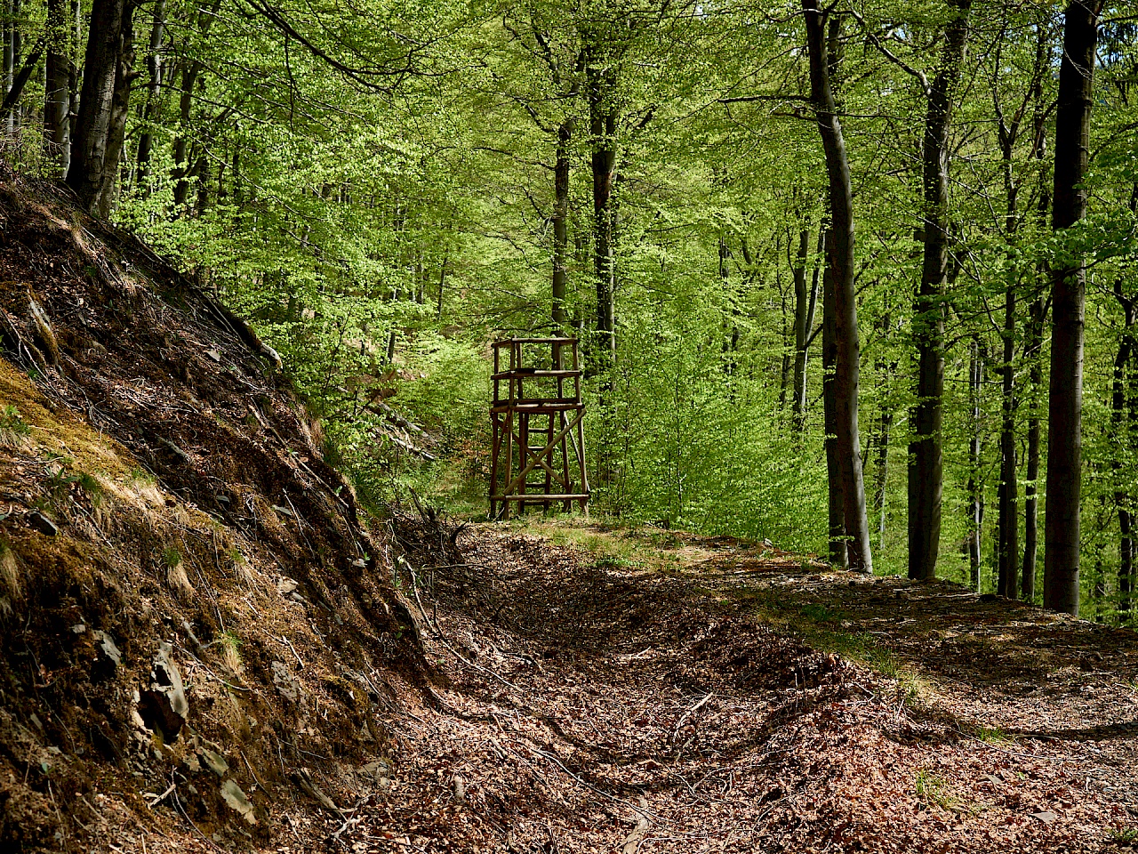 Wandern über den Ochsenberg