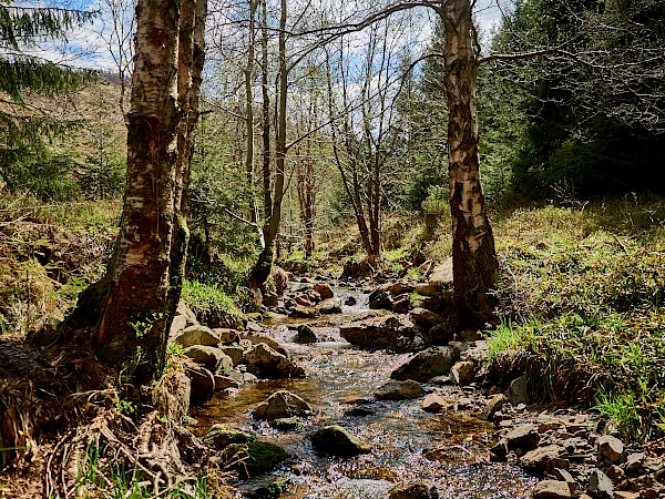 Kleiner Flusslauf im Harz