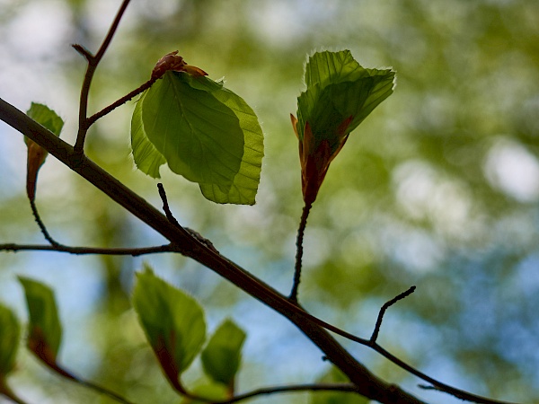 Sommerliche Stimmung im Wald im Harz