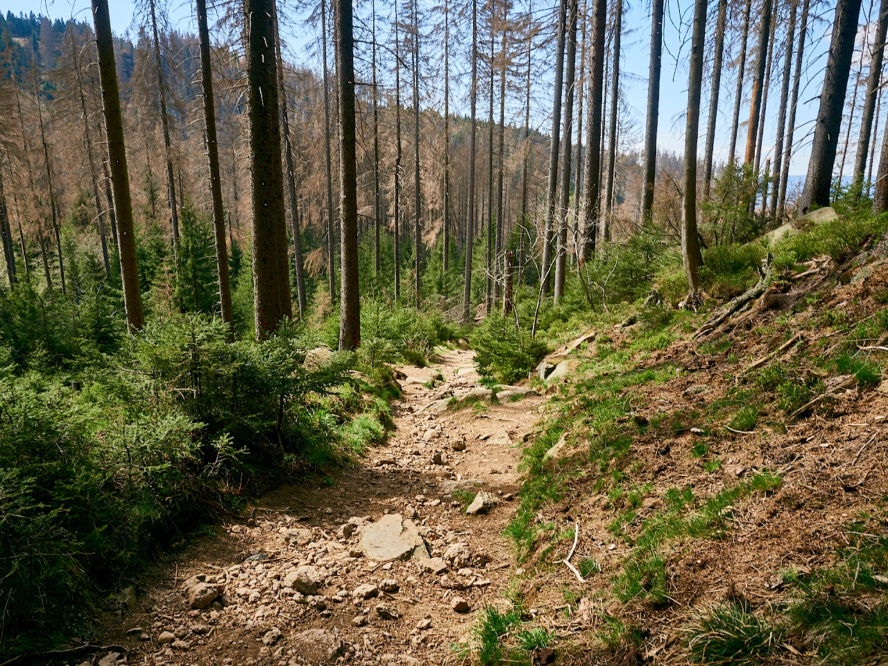 Waldabschnitt im Nationlpark Harz nach Torfhaus
