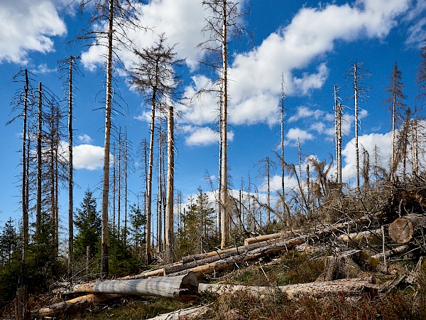 Fichtensterben im Harz