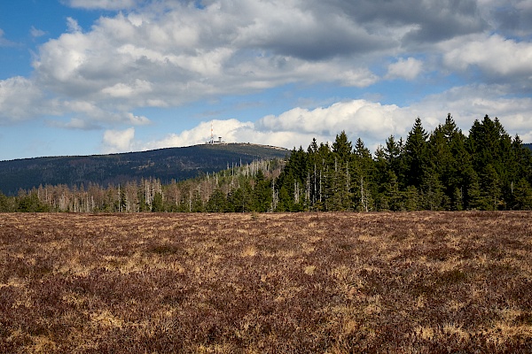 Blick über das Torfhausmoor im Harz